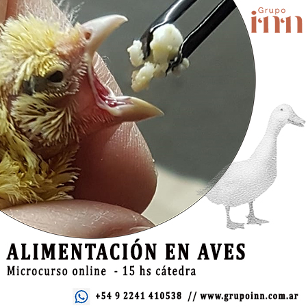 Alimentación en Aves