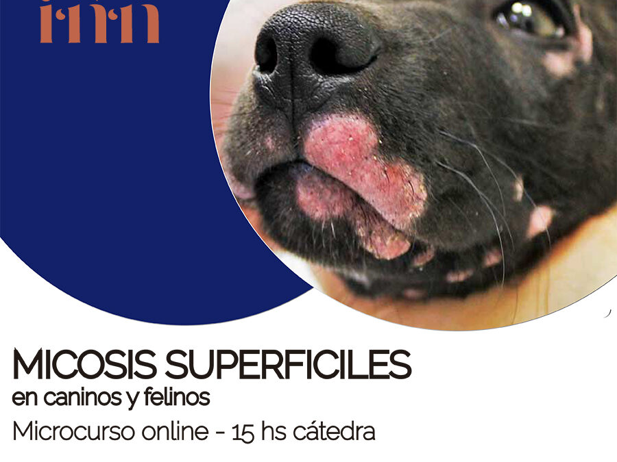 Micosis superficiales en caninos y felinos