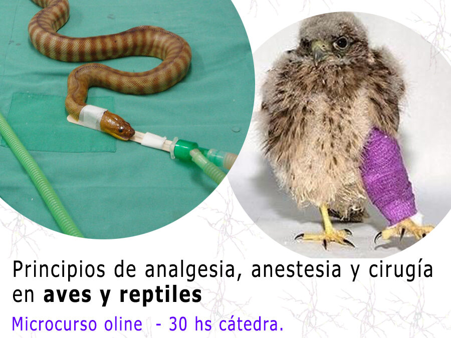 Principios de analgesia, anestesia y cirugía en aves y reptiles