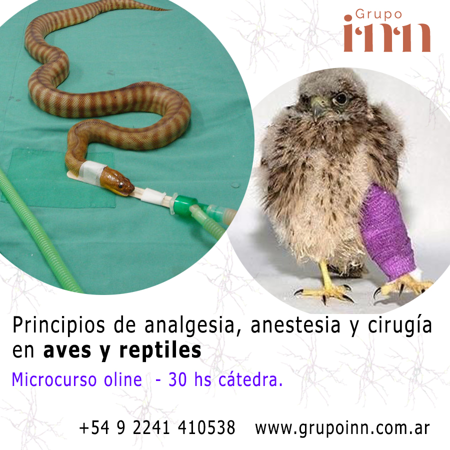 Principios de analgesia, anestesia y cirugía en aves y reptiles